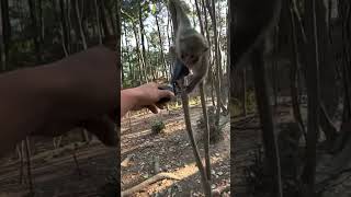 Dieser Affen-Clip macht süchtig 🤯🐒 | Einmal schauen reicht nicht