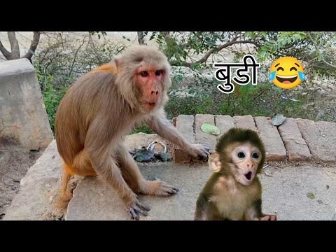 monkey ki hansi ki video 🐒 monkey ki hasi majak ki video #monkeyvideo #funny_animals #animals#funny