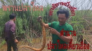 ล่าปลาไหล กันทีมงาน พรานเคี้ยวเอื่อง Ep 1#ตกปลาหน้าดิน  #ตกปลา #พรานปลา #ทีมงานชิดกระเบื่องขี้เมา