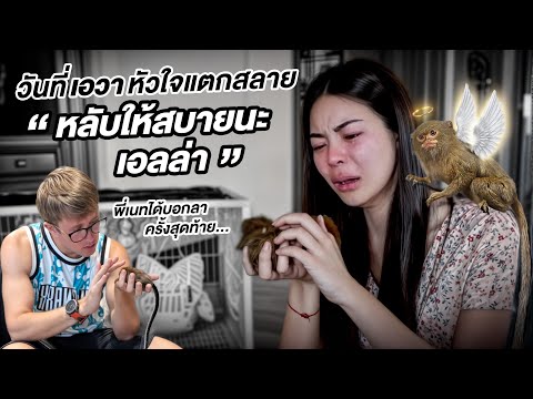 พฤษภาคม 2025 เดือนที่ทุกข์ที่สุดในชีวิต…เอลล่าจากไปแบบไม่มีวันกลับ