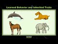 Learned vs Inherited Behaviors in Animals