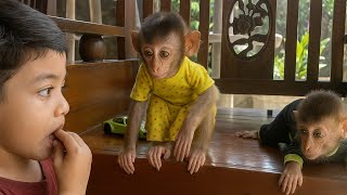 Unfair?! Isa Gets Special Treatment While baby monkey Loan and Money Watch 😢🐒