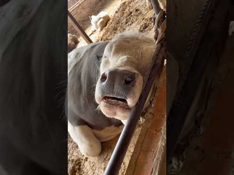 Suara sapi mooooo #shortsvideo