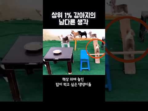 상위 1% 강아지의 남다른 생각