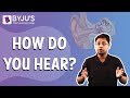 Auditory System Function and Mechanisms