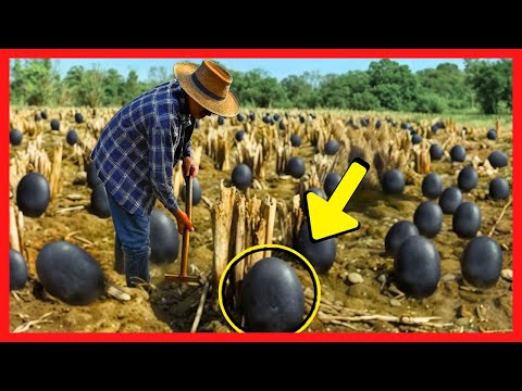 Fazendeiro Encontra Ovos Negros, Mas Quando Eles Chocam, Ele Começa a Chorar!