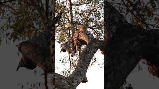 This Leopard Found the Perfect Place to Nap