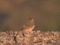 Shrubstep Habitat Conservation and Ecology