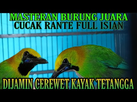 Masteran Cucak Rante || Full isian || Dijamin Gacor #masterancucakrante #kicaumania #kicau