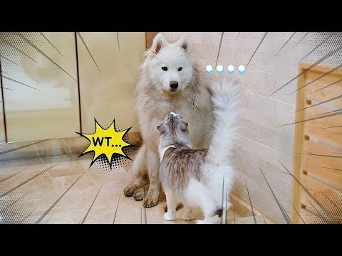고양이는 이해할 수 없는 강아지의 행동들