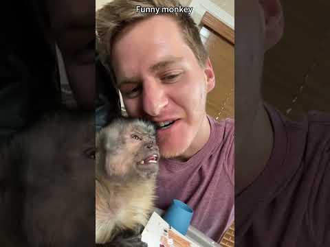 Funny monkey #funny #funnyanimal #animals #monkey #fyp #funnyvideo