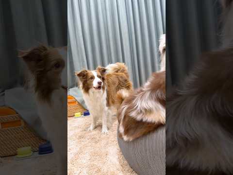 温度差の激しい先住犬と弟犬が可愛いすぎる😂【ボーダーコリー・オーストラリアンシェパード】#shorts