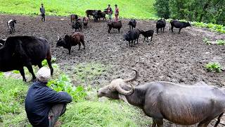 Himalayan life of Nepal @shepherdlifeofnepal