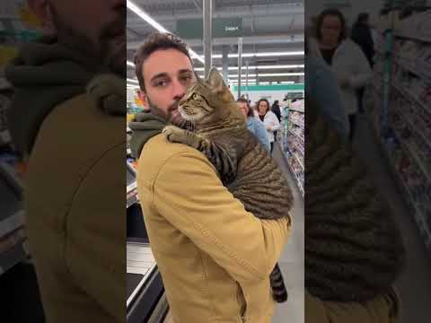 ¡Nadie se atreve a tocar a este gato! Su reacción lo dice todo ✋😾#gatos #humor #supermercado