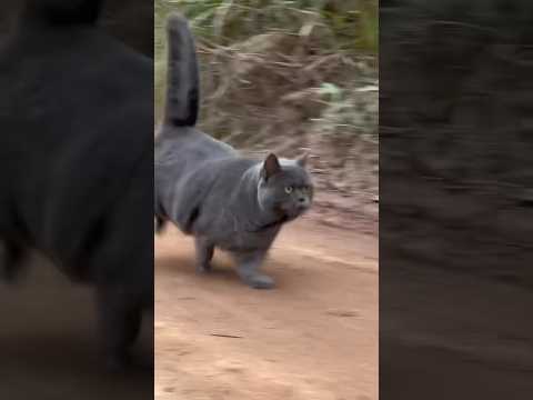 #cat #meowed #cute #meowsome #catvideos #catlover #cutecat #kitten #meowmoew #cats #meows #funny