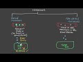 Endocrine System Hormone Functions
