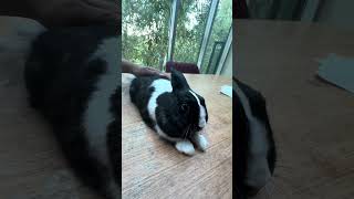 Spa Billy #shortvideo #mybunny #rabbit #bunny #shorts #short