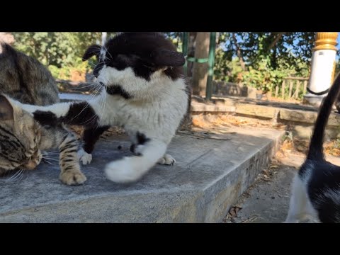 Adult cat slaps kittens that come near her.