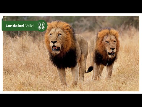 4K Wildlife Uninterrupted Magic | Ndzhenga Males Walk Right Past Us