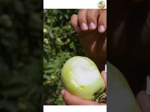 गर्म इलाकों 😲 में भी सेब की खेती मुमकिन ✅ 📞8307107706  📞 7015842336 📞 9350352605  apple