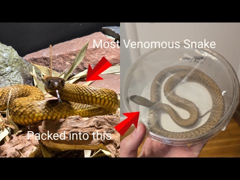 Packing up all of my venomous snakes!