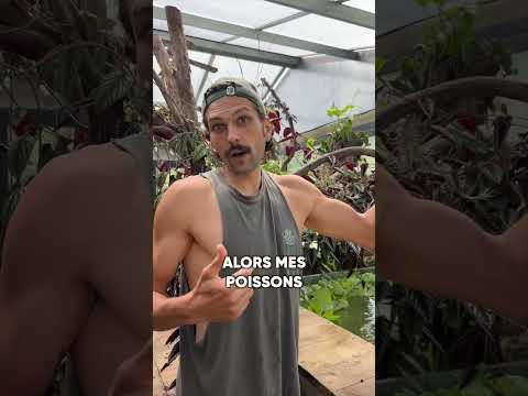 Je libère 100 poissons dans mon aquarium