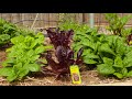 Leafy Greens Gardening Knowledge