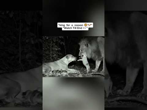 Lion Saves Puppy in Night Vision | Heart Touching Jungle Story 🦁🐶| 2025 #lion #dog #puppy #animals