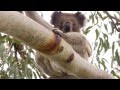 Understanding Koala Behavior and Biology
