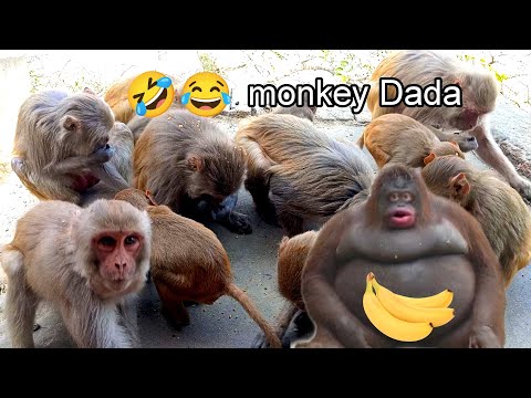 monkey ki hansi ki video #monkeyvideo #monkeybaby #monkey #vlog monkey funny videos with animals