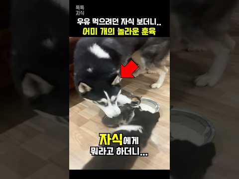 우유 빼앗으려던 자식을 본 어미 개의 놀라운 행동