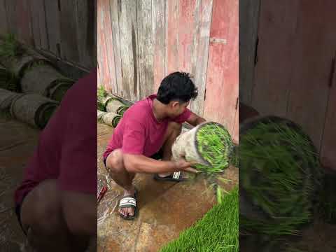 Satriya HM || jadi petani dulu guys