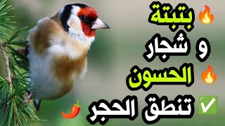 🔥#بتبتة و تستسة و شجار #الحسون ، لعلاج صمت حسونك و جعله يخرج كل التغريد المخفية لديه، #تحفيز_ناري🌶️🔥