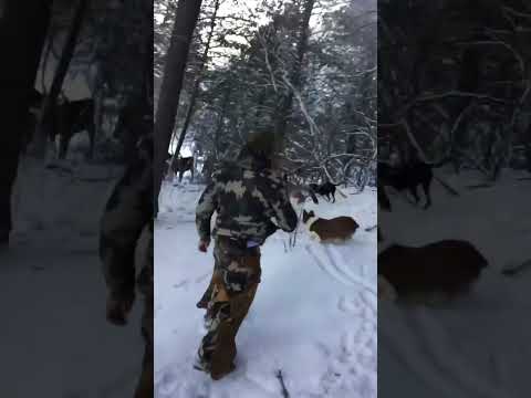 A good ole Texas Quick Draw 🤘🏽 #mountains #mountainlion #kuiu #hound