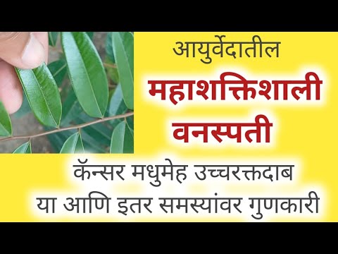 आयुर्वेदातील "शक्तिशाली वनस्पती" स्वर्ग वृक्षच म्हणा!कॅन्सर रक्तदाब मधुमेहवर गुणकारी
