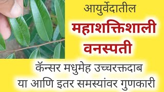 आयुर्वेदातील "शक्तिशाली वनस्पती" स्वर्ग वृक्षच म्हणा!कॅन्सर रक्तदाब मधुमेहवर गुणकारी