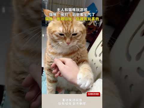 主人和貓咪玩遊戲，貓咪“挨打”後坐著生氣了，貓咪：我跟妳玩，妳跟我玩真的 #cuteanimal #cat #pets #cute