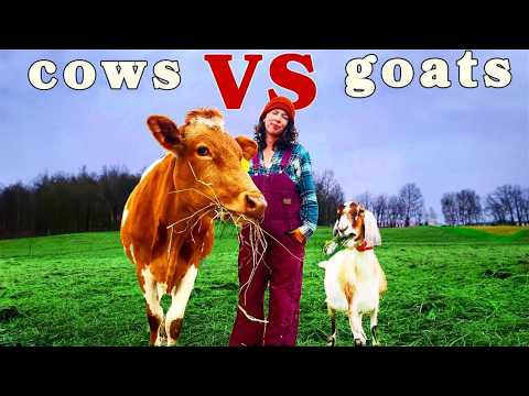 COWS VS GOATS... What is the BEST HOMESTEAD DAIRY ANIMAL?