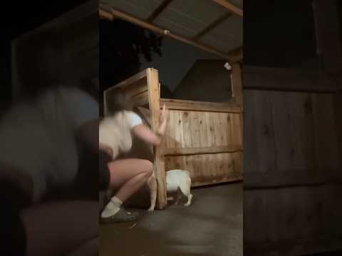 From Trapped to Safe: Animal Rescue Moments #shorts