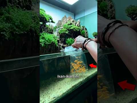 Surga Kecil Untuk Ikan #shorts