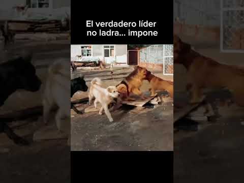El perro peligroso nunca ladra