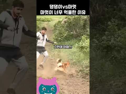 지나가다 만난 댕댕이 vs 마멋  나 완전삐짐;;