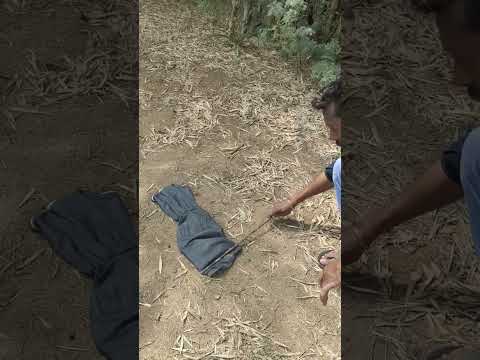 #Releasing#Snake#Russell's Viper#Venomous#Snakes#Short#Video#rescue-babu-thanjai#கண்ணாடி விரியன் 🐍🐍🐍