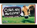 Cattle and Their Importance