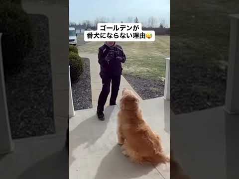 ゴールデンレトリバーが番犬になれない理由