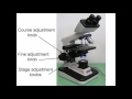 Microscope Function and Magnification