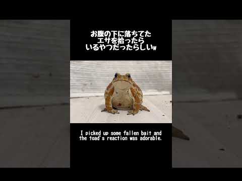 落ちてたエサを拾ったら反応がかわいすぎた
