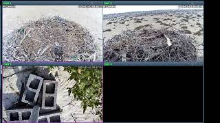 Osprey Nests Live again ! New Breeding Season
