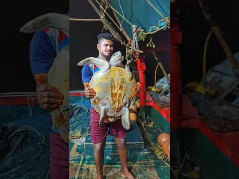 வலையில் வந்த ஆமையே கடலில் விட்டாச்சு 🛟Rescued 🌊Sea turtle 🐢|#mandapammeenavan #fishingvideo