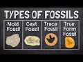 Fossils and Their Formation